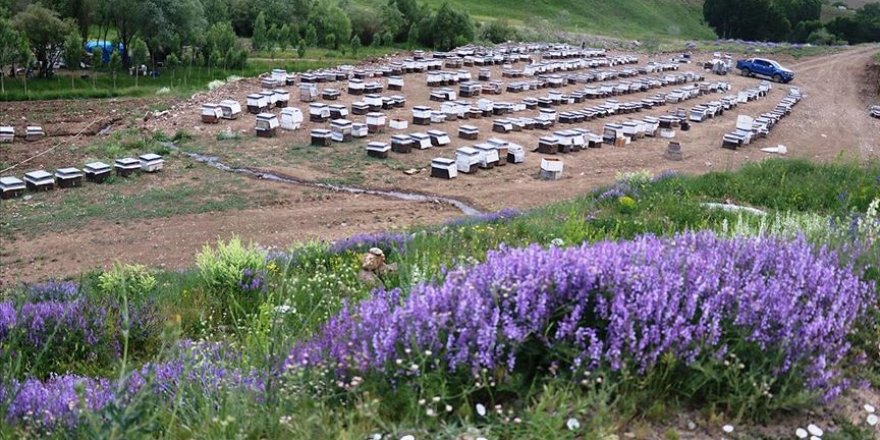 Arıcılar kaliteli bal için Ağrı'ya gidiyor