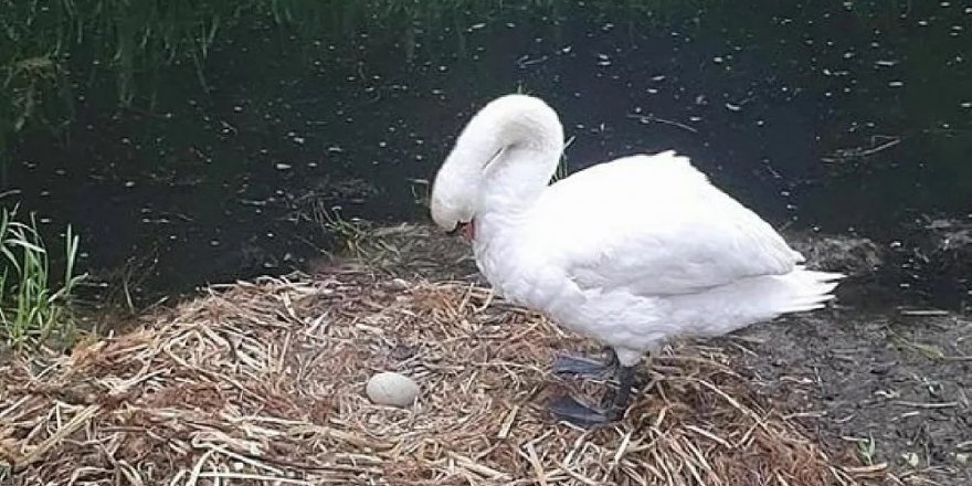 Yuvası dağıtılan, yumurtaları kırılan kuğu üzüntüden öldü