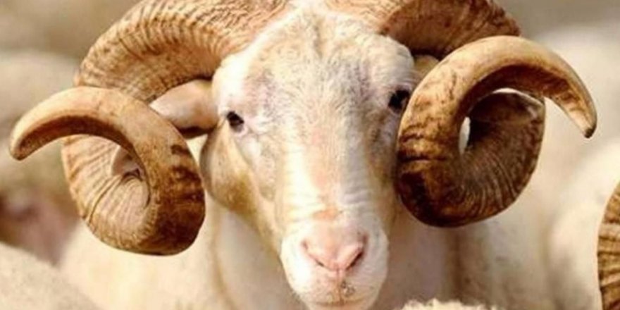 Kurbanlık satışları randevu ile yapılacak