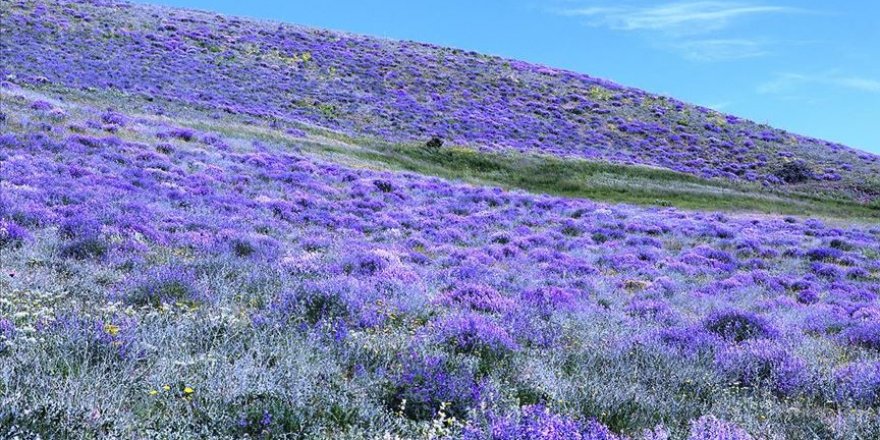 Ağrı'da yabani mor çiçekler görsel şölen oluşturuyor