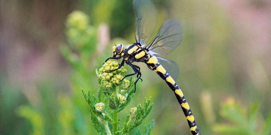 Munzur Vadisi Milli Parkı, yaratılış harikalarıyla göz kamaştırıyor