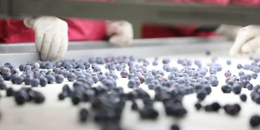 Hong Kong'a yaban mersini ihraç ediliyor