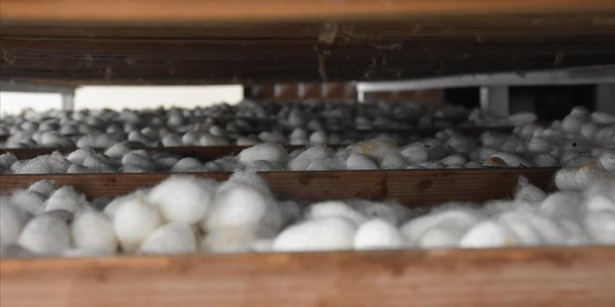 İpek böcekleri bu yılki mesailerini tamamladılar