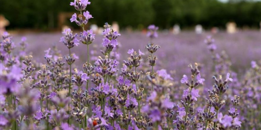 'Mor tarlalar' en özel anların dekoru oldu