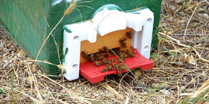 Kırıkkale'de ana arı yetiştiriciliği başlatıldı