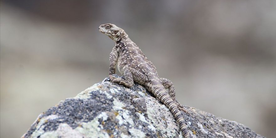 Kafkas keleri Iğdır'da görüntülendi