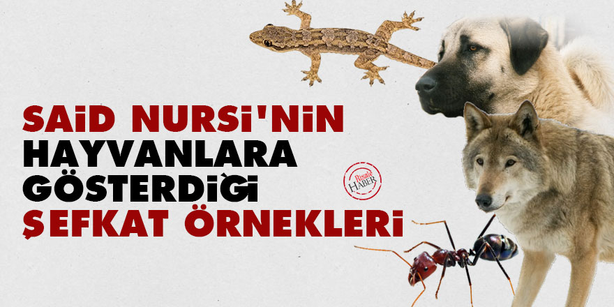 Said Nursi'nin hayvanlara gösterdiği şefkat örnekleri