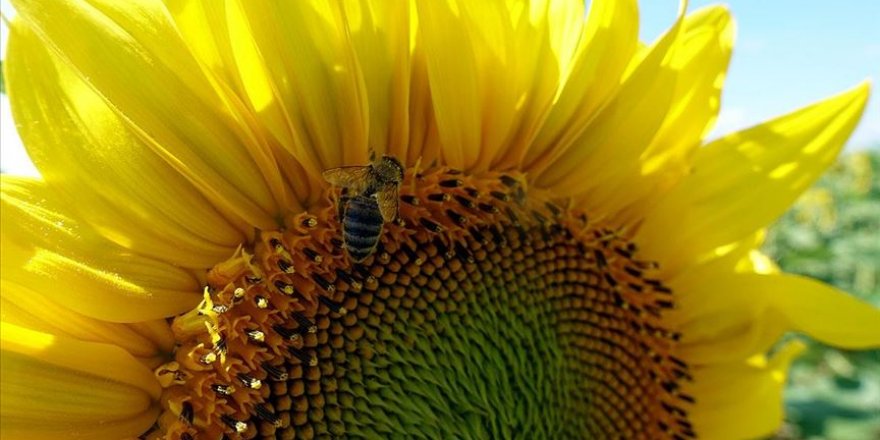 Trakya'nın ayçiçekleri etkiliyor