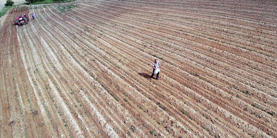Istranca Dağları'ndan lezzetini alan fasulye binbir zahmetle yetiştiriliyor