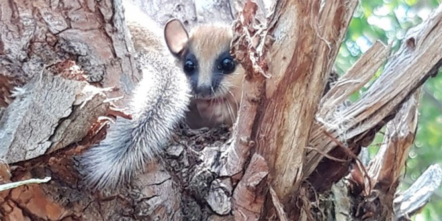 Nesli tükendiği sanılan kemirgen halıdan çıktı