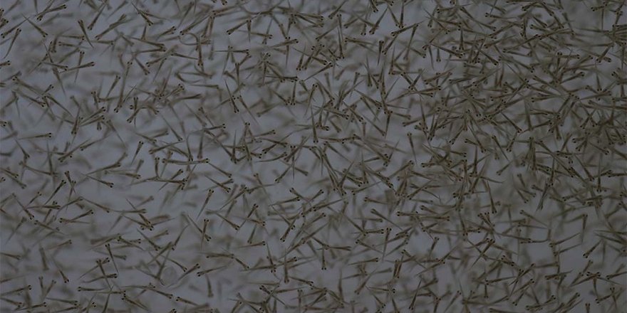 Şanlıurfa'da yetiştirilen 10 milyon yavru balık baraj göletlerindeki avcılığa katkı sağlayacak