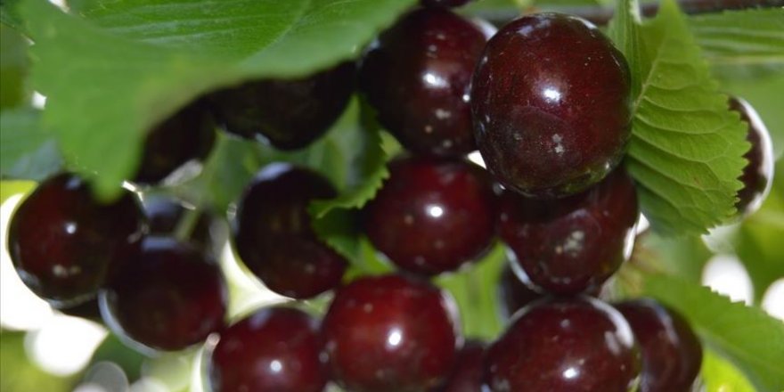 Avrupa'nın kozmetik firmaları Afyonkarahisar kirazını tercih ediyor