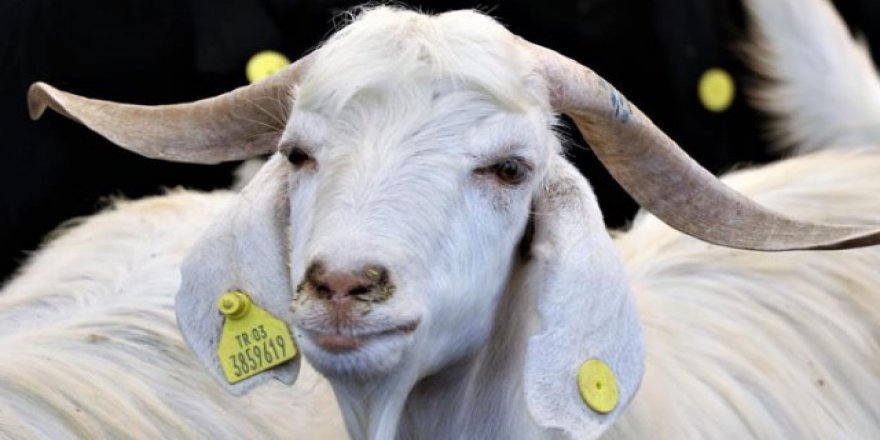 2020 Kurban Bayramı ne zaman? Kurban Bayramı tarihi