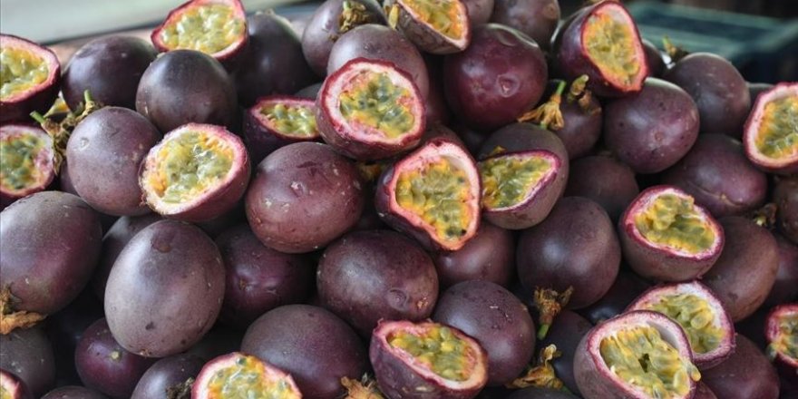 Tropikal meyve 'passiflora'nın üretimi artıyor