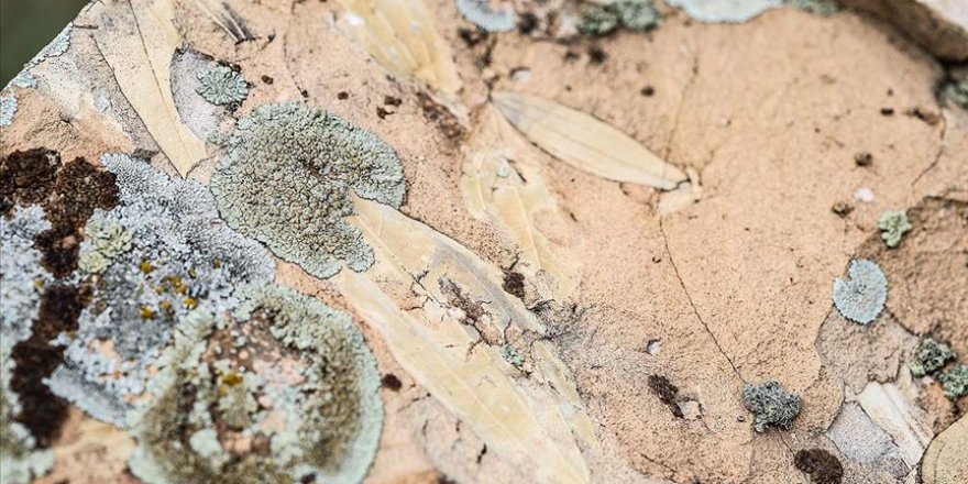 Dağda gezerken bulduğu yaprak fosillerinin incelenmesini istiyor