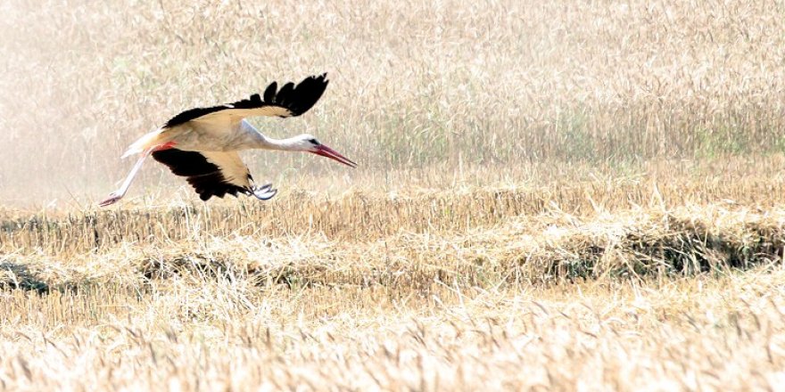 Göçebe Leylekler biçerdöver peşinde çekirge ve böcek avında