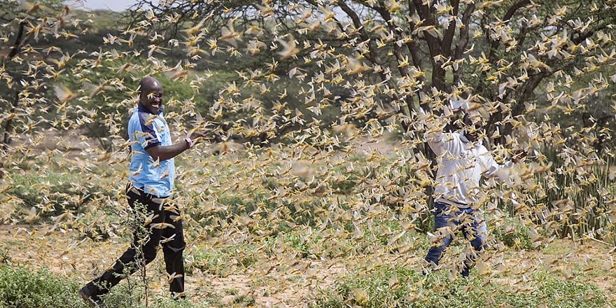 Kenya'da çekirge istilası