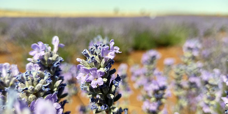 Bartın'da lavanta bahçeleri kuruluyor