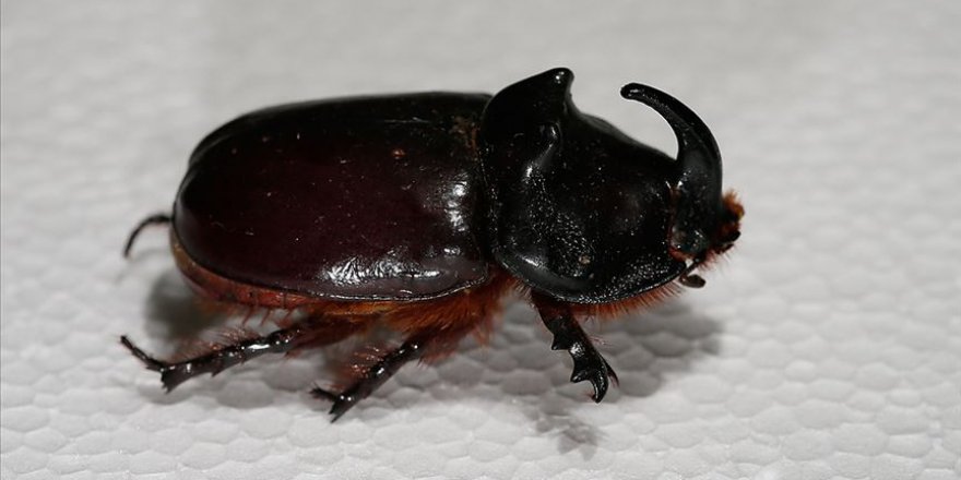 Gergedan böceğini toplayana 73 bin lira ceza