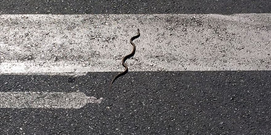 Yılanların deprem habercisi olduğu iddiası gerçeği yansıtmıyor