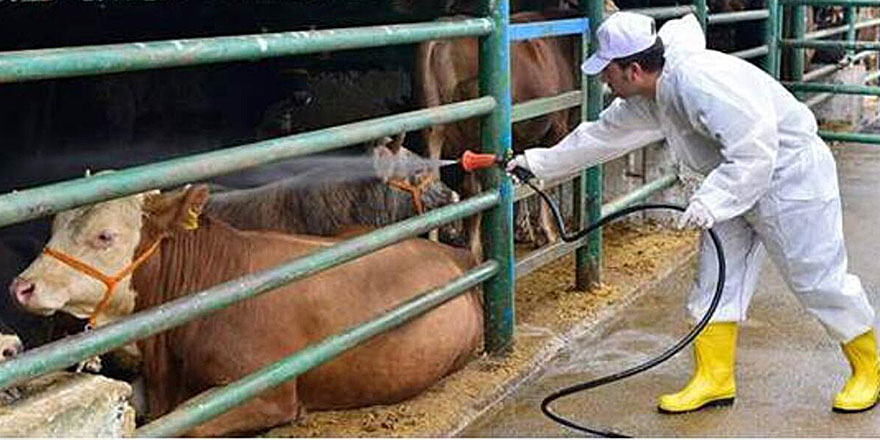 Kurbanlıkların İstanbul'a girişi başladı