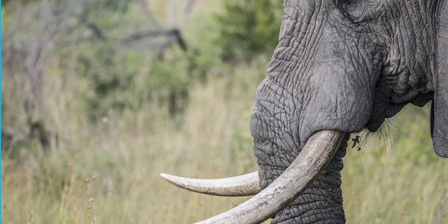 'Gizemli' hastalık sebebiyle Botsvana'da 3 ayda 350 fil öldü