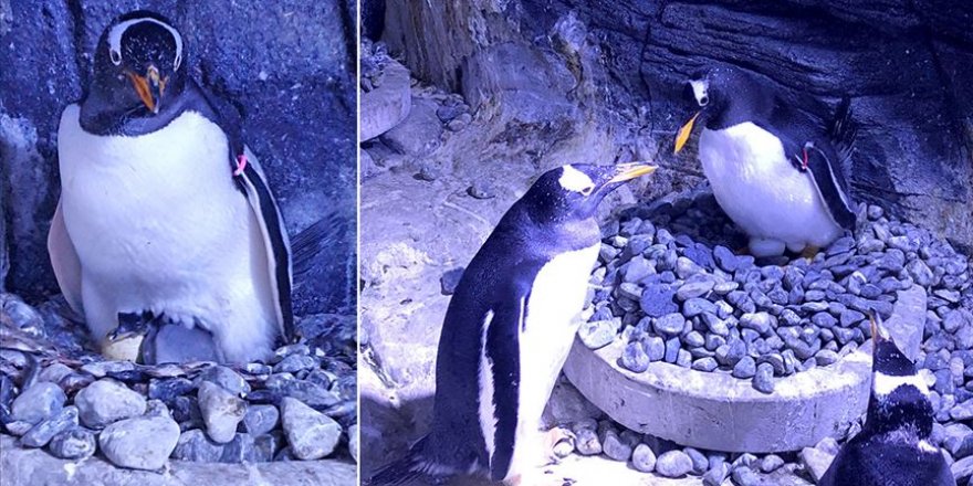 Türkiye'nin gentoo cinsi ilk bebek kutup pengueni İstanbul'da doğdu