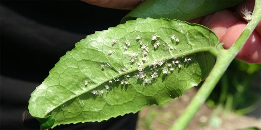 Vampir kelebekler Temmuz sıcakları ile birlikte yeniden ortaya çıktı.