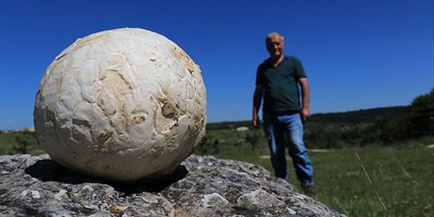 Futbol topu sandı mantar çıktı