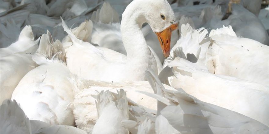 Kaz çiftliği kurdular siparişlere yetişemiyorlar