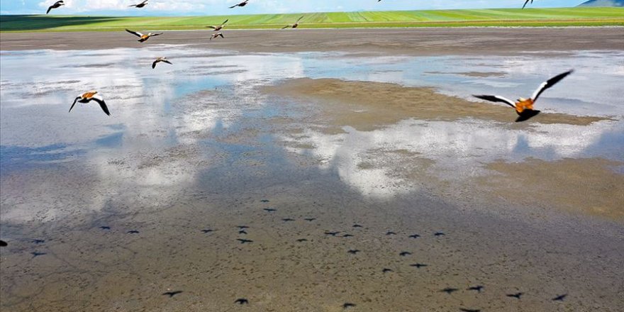 Kuşların göç rotası Kuyucuk Gölü oldu