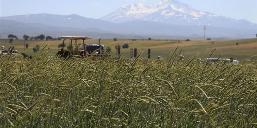 Yerli tohumlar 80 ülkede filizleniyor