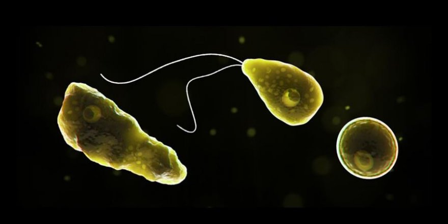 Beyin yiyen amipler gözden bulaşabiliyor