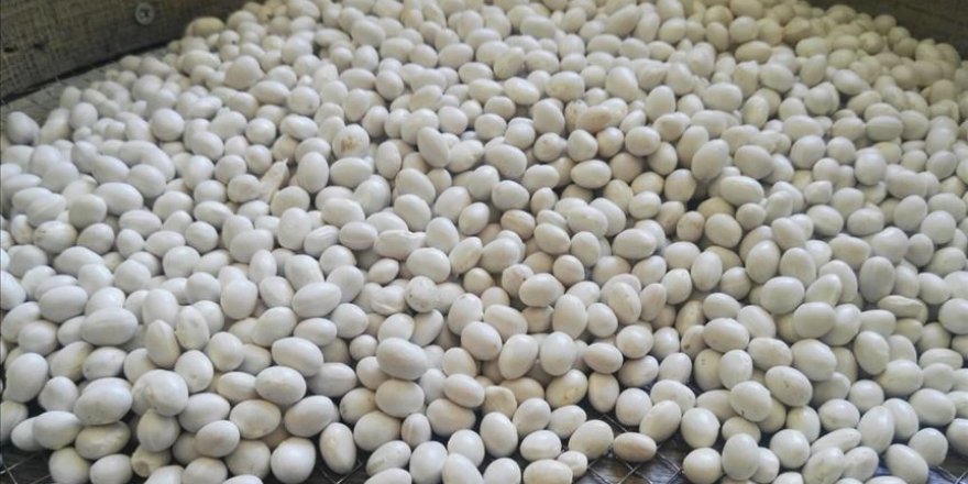 Çamoluk şeker kuru fasulyesinde 100 tonluk rekolte beklentisi