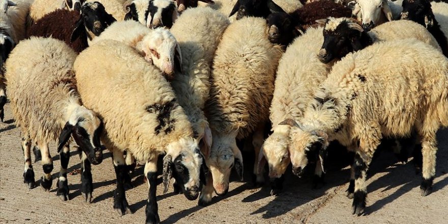 Güneydoğu'dan batı illerine kurbanlıklar sevk edilmeye başladı
