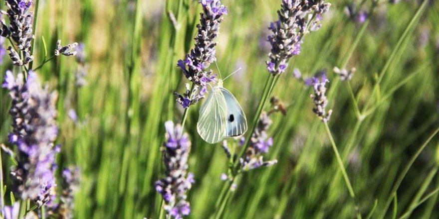 Safranbolu'nun mis kokulu lavanta tarlaları cezbediyor