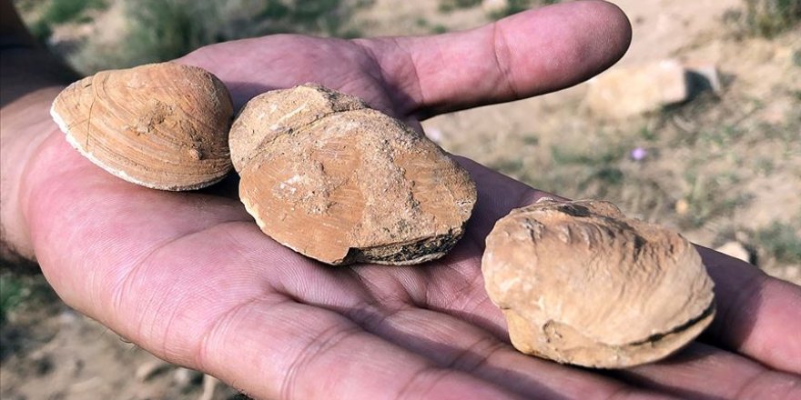 Iğdır'da midye fosili bulundu