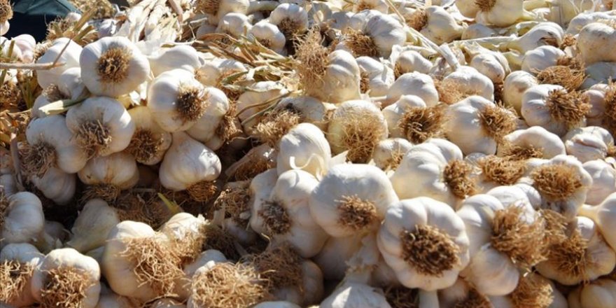 Taşköprü sarımsağı AB'den coğrafi işaret tescili aldı