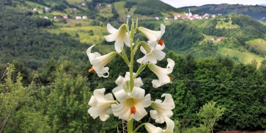 Bu çiçeği koparana 73 bin lira ceza