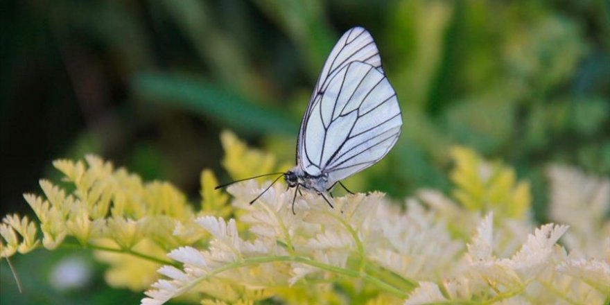Ovacık Alıç kelebekleri ile renkleniyor