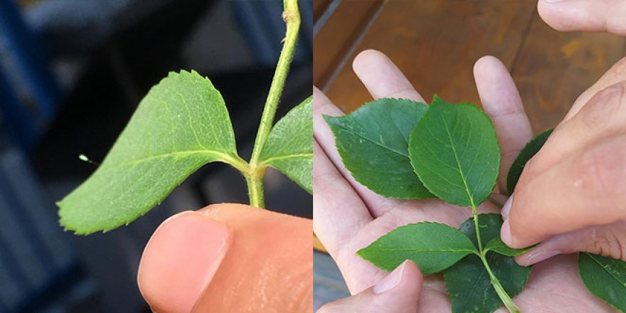 3 bin yılda bir açtığına inanılan çiçek görüldü