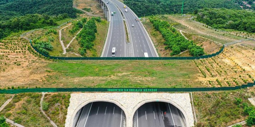 Ekolojik köprüler yaban hayvanlarının güvenli geçiş rotası oluyor