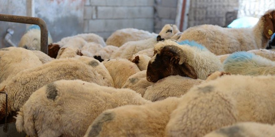 Kurbanlık alırken hayvanın sağlığına ve koronavirüs tedbirlerine dikkat edilmesi gerekiyor