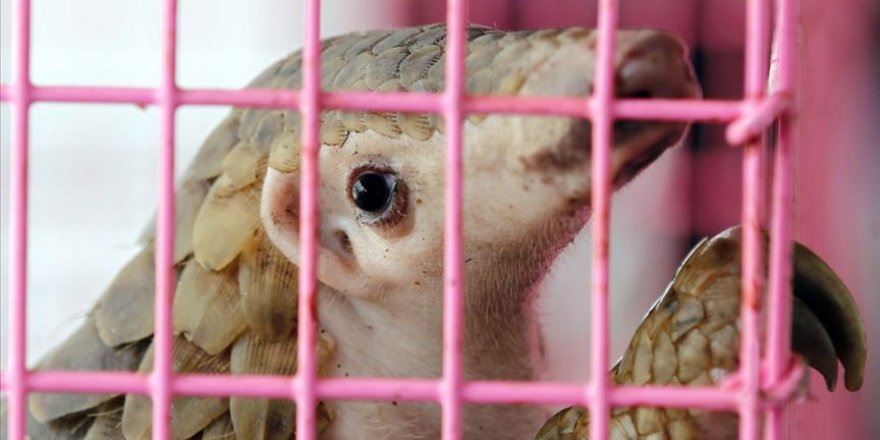 Hayvanlardan insanlara geçen hastalıklar bulaşıcı hastalıkların yüzde 75'ini oluşturuyor