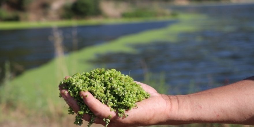 Çatak Baraj Göleti yeşille kaplandı