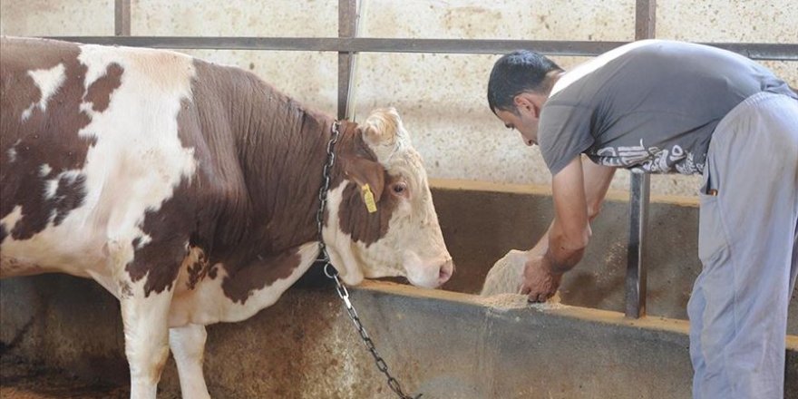 Küçük kapasiteli hayvancılık işletmelerine Kovid-19 sebebiyle yem desteği verilecek