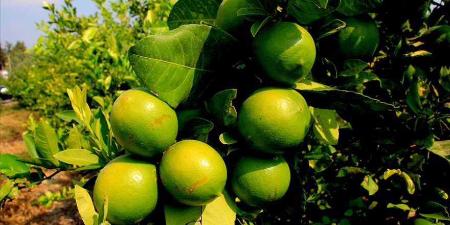 Turunçgilde 5 aylık ihracat yüzde 12 arttı