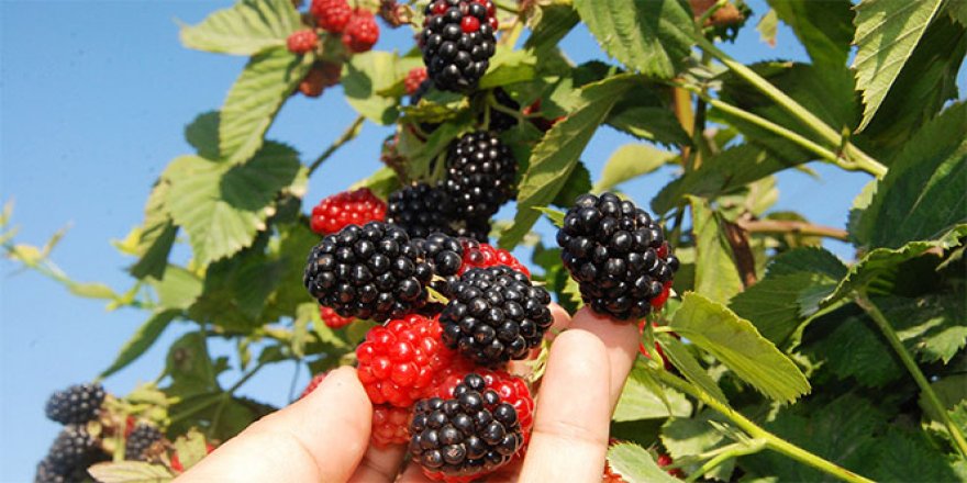 Türkiye'de ilk böğürtlen hasadı başladı