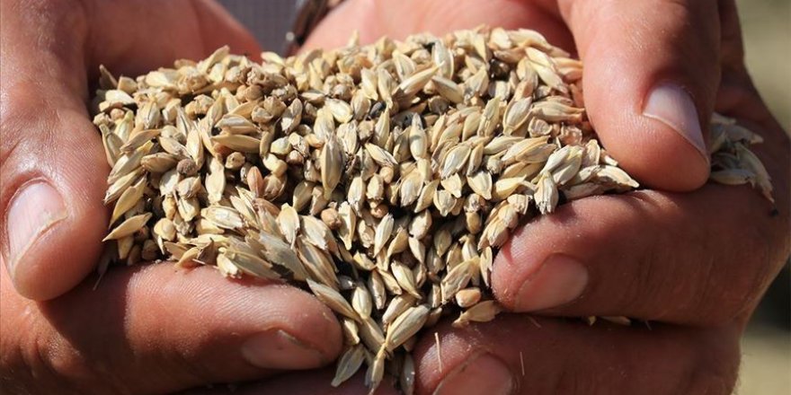 10 bin yıllık buğday coğrafi işaret aldı