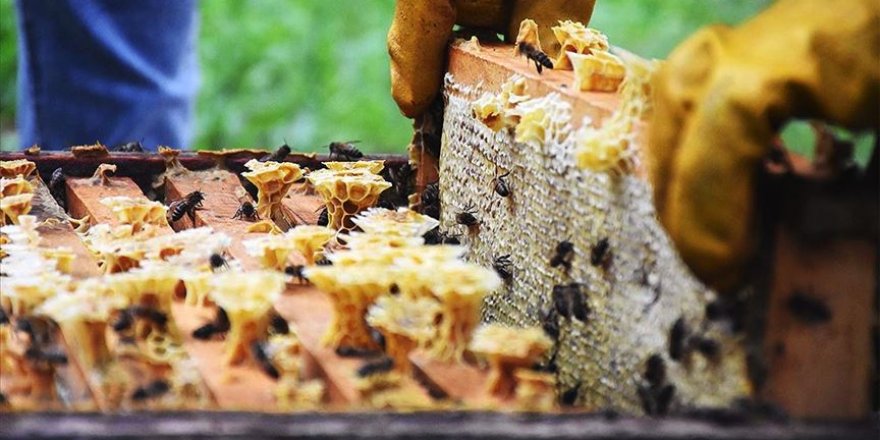 En tatlı gelir bal ihracatından